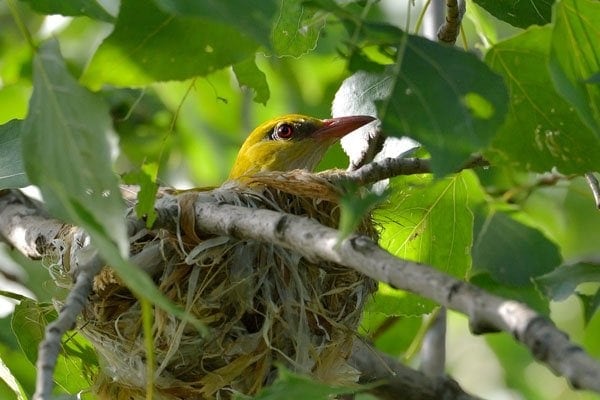 oriole in nest