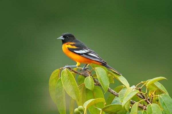 oriole in tree