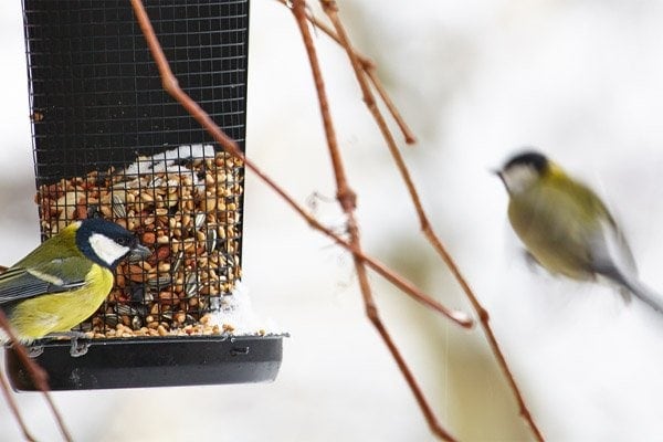 Bluetit sitting on a birdfeeder with peanuts