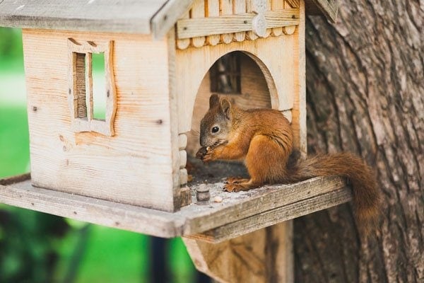 Squirrel stealing from bird feeder