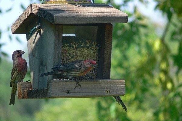 birds at bird feeder