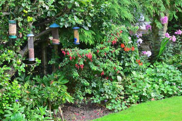 multiple bird feeders in yard