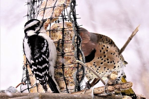 what is suet for birds