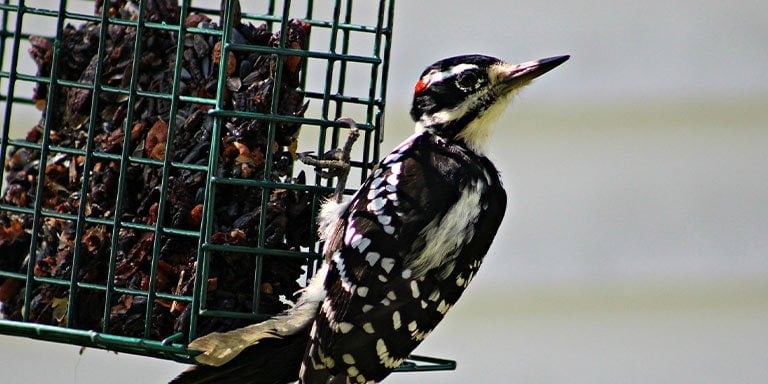 What Is Suet For Birds