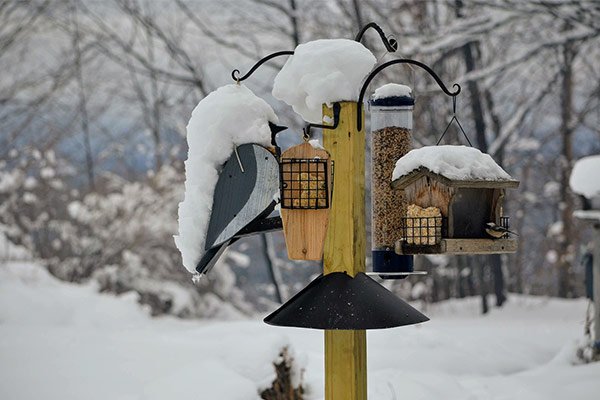 Best Bird Feeders For Winter