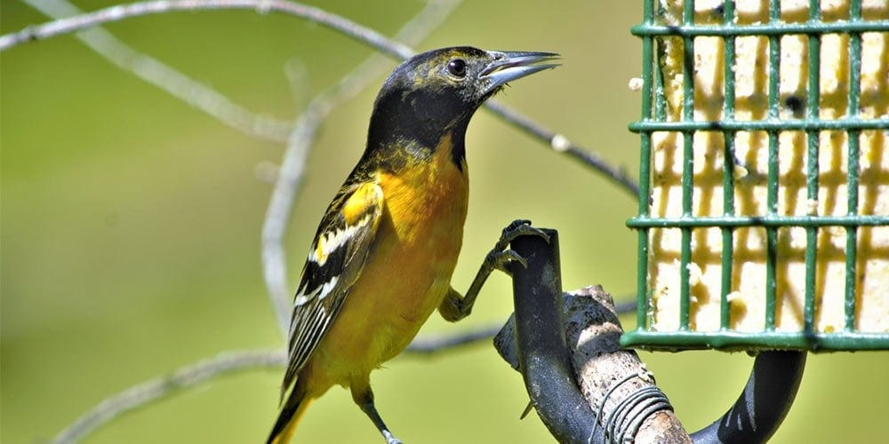 6 Best Suet Feeders For Birds (2023)