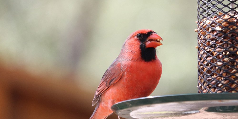 Cardinal on bird feeder