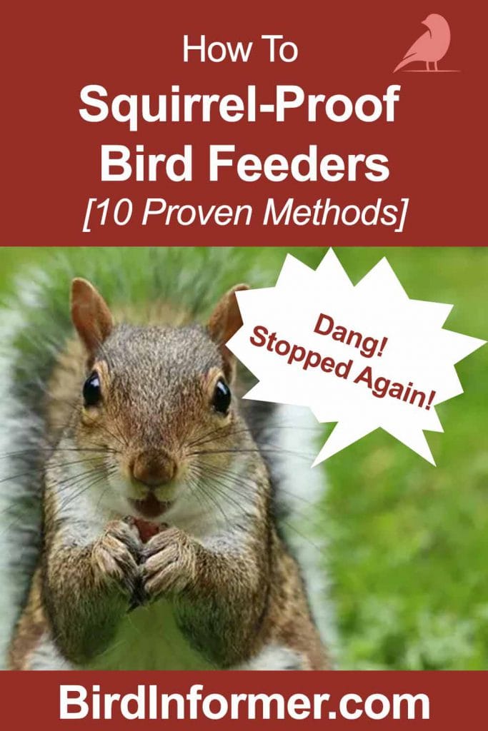 How to squirrel proof bird feeder