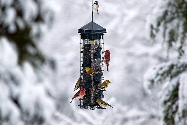 Squirrel Solution200 Squirrel-proof Bird Feeder In Action