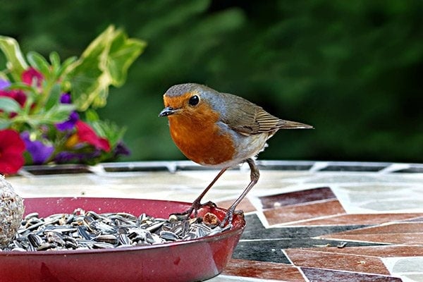 bird feeder that attracts wild birds