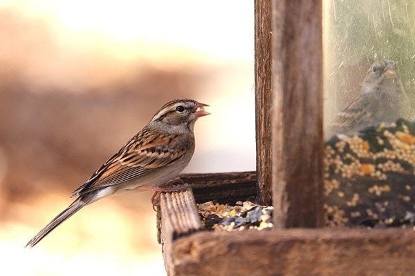 hopper bird feeder