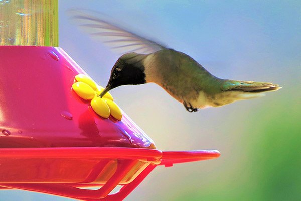 red hummingbird feeder
