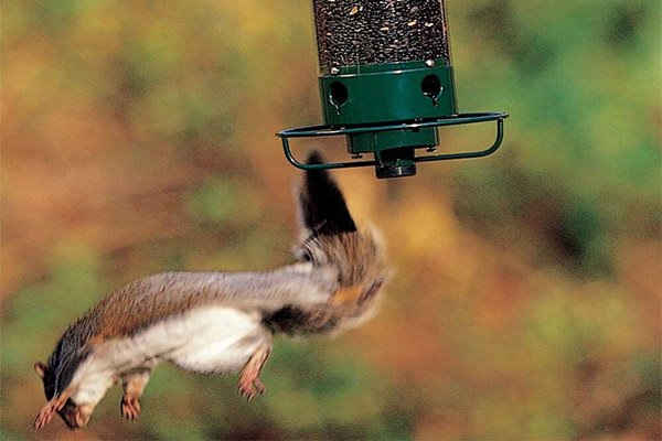 squirrel flying off bird feeder