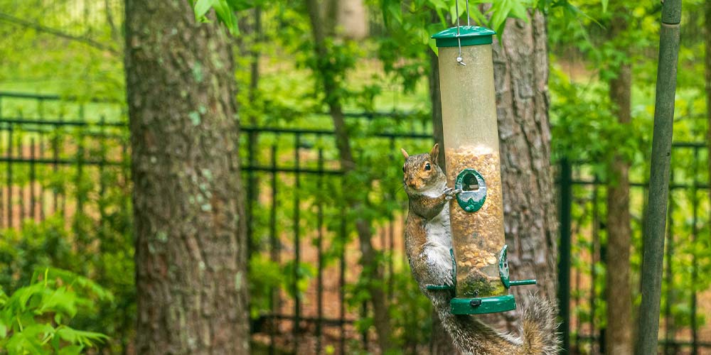 squirrel on a bird feeder