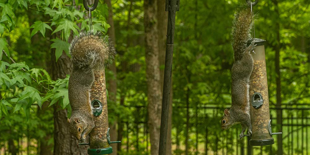 squirrels attacking bird feeders