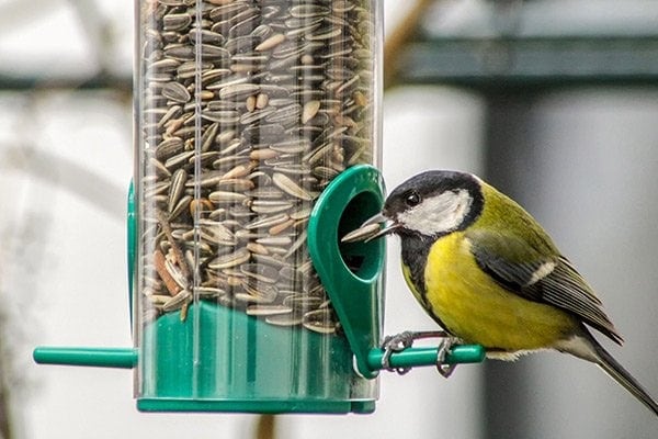 tube feeder with best wild bird food seeds