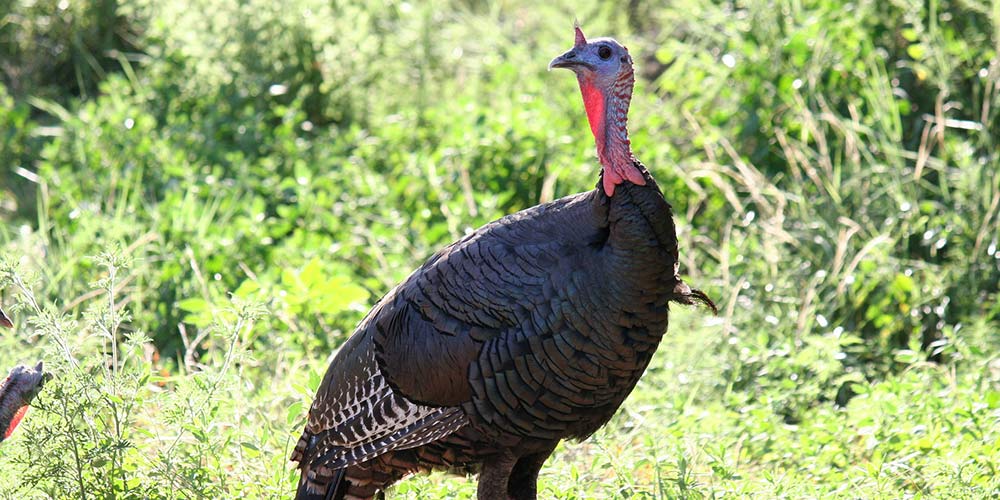 wild turkey