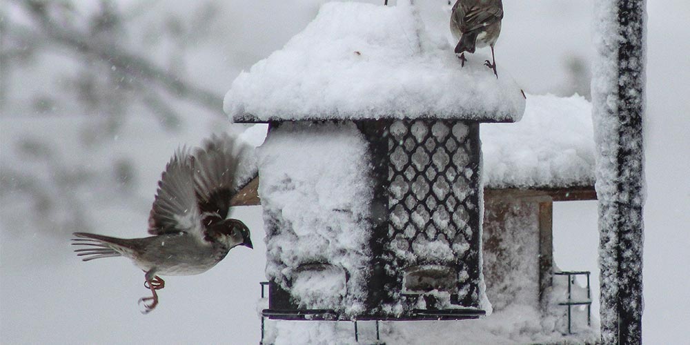 winter bird feeders