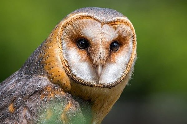 Barn owl