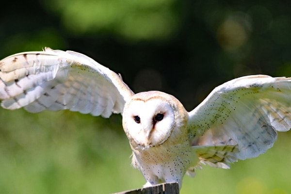 Barn owl