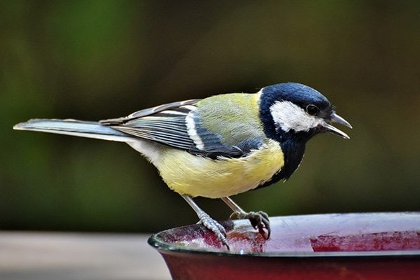 The Definitive Guide To Buying Bird Baths