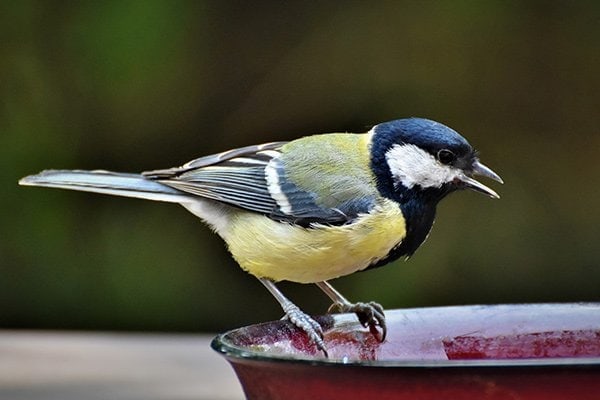 Best Bird Baths