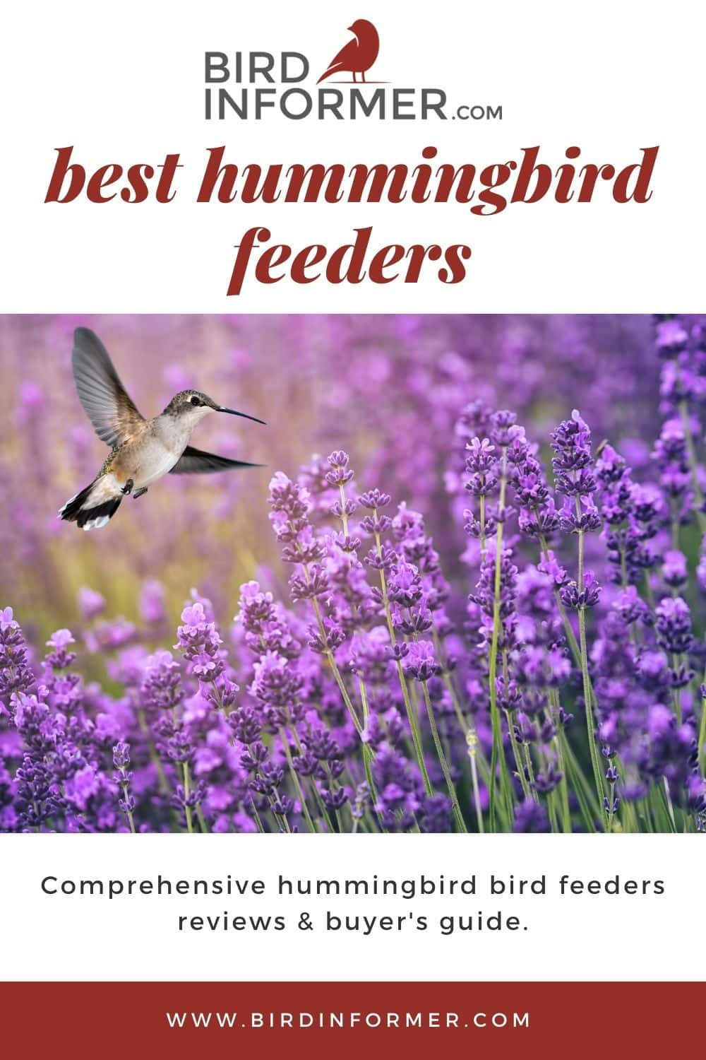 Best Hummingbird Feeders