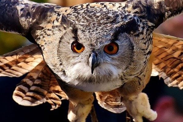 Big Owl Eyes