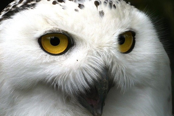 Close Up Of Owl Eyes