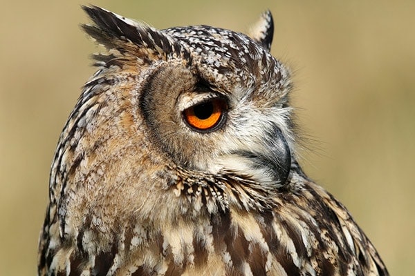 Close Up Of Owl Head
