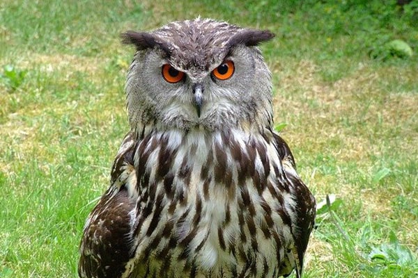 Eurasian eagle-owls