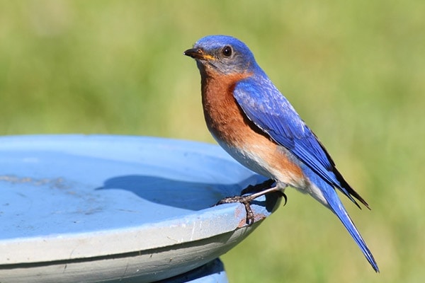 Heated Bird Bath For Yard