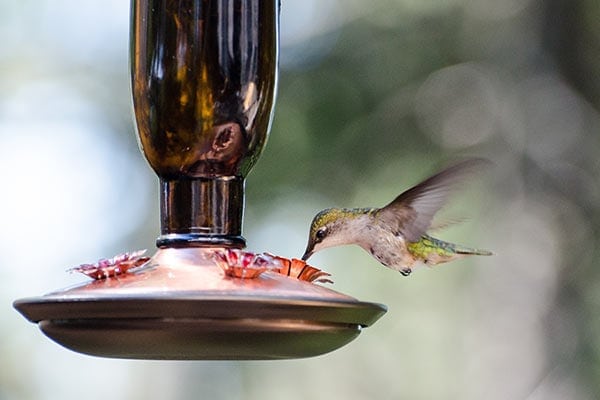 Hummingbird at bird feeder