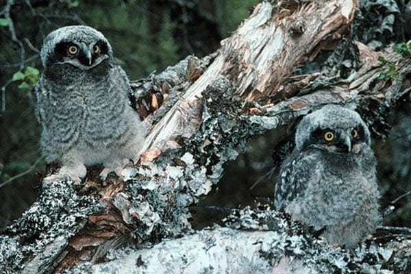 Northern Hawk Owls