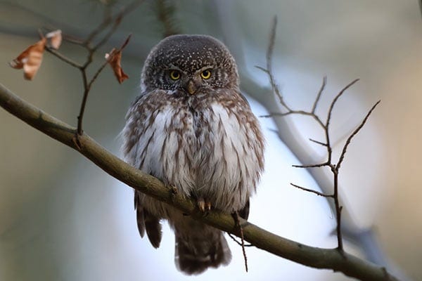 Northern Pygmy Owls