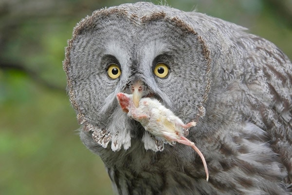 Owl Eating Mouse