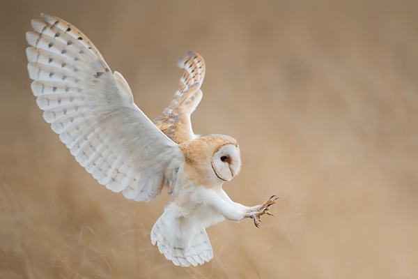 How Do Owls Hunt?