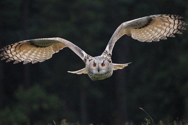 Owl hunting at night