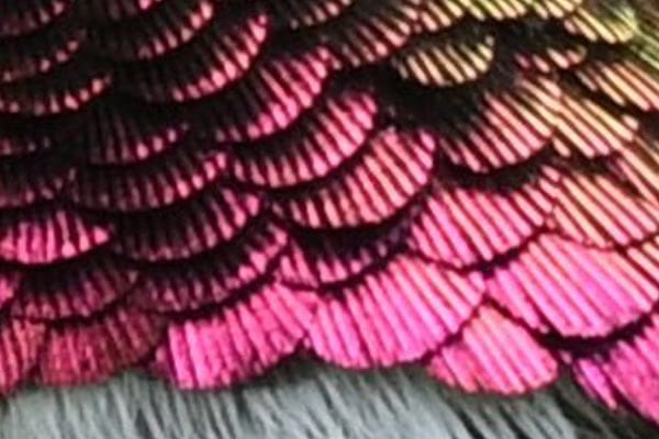 Ruby-Throated Hummingbird Feathers Up Close