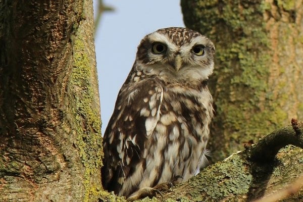 Screech Owl