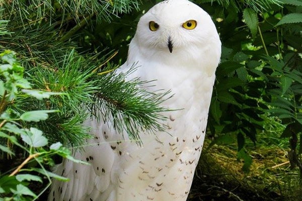 Snowy owls