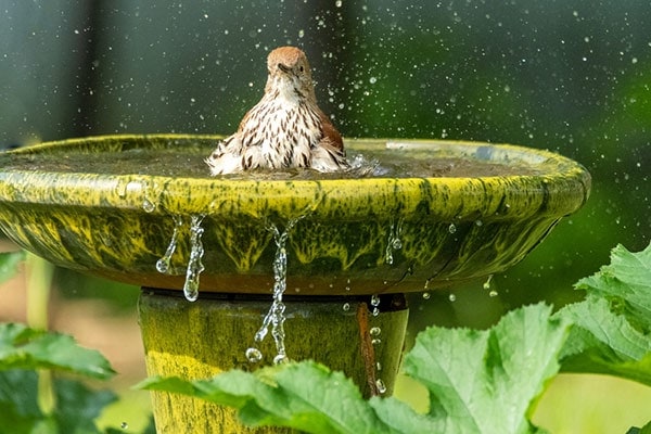 Thrasher in birdbath