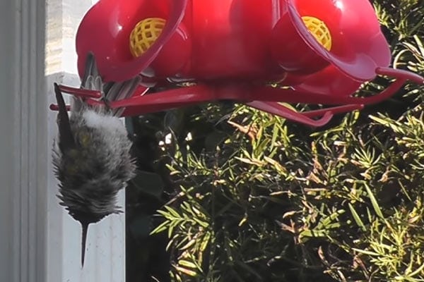 hummingbird sleeping upside down