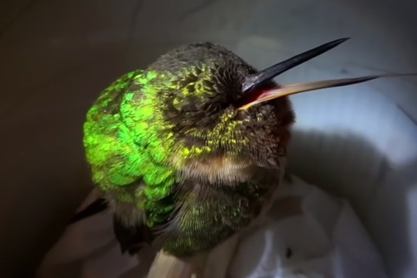hummingbird sleeping with eyes closed