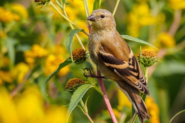 American Goldfinch in Fall