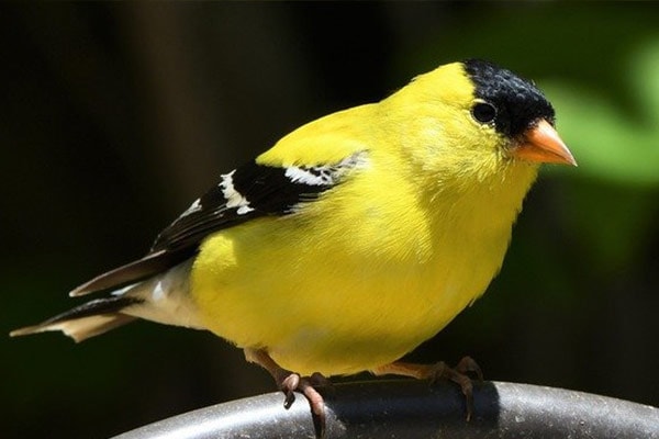 American Goldfinch on Perch