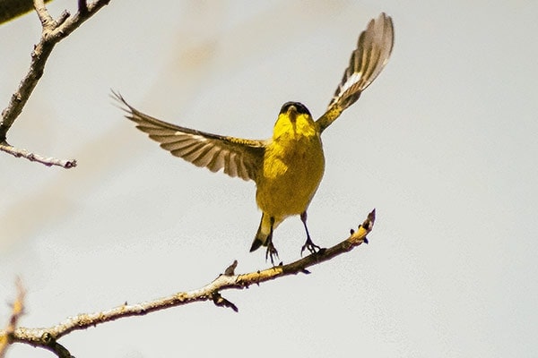 American Goldfinch