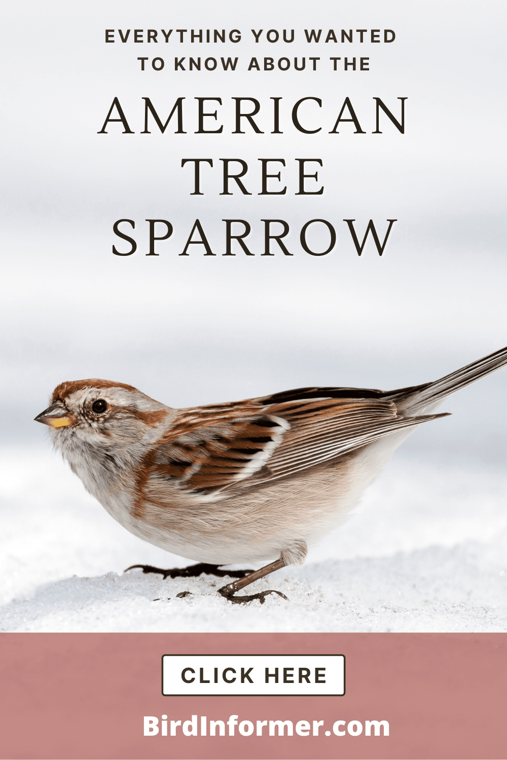 American Tree Sparrow