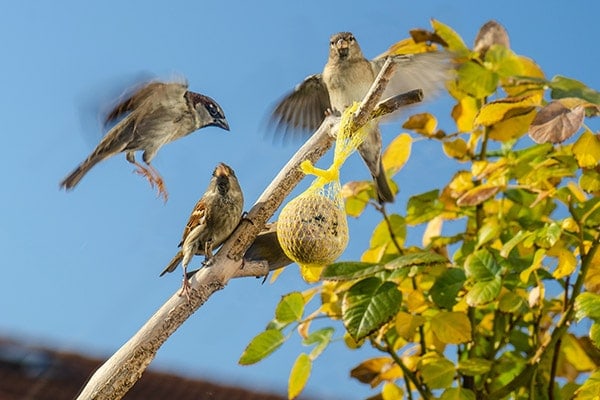 American Tree Sparrow eating