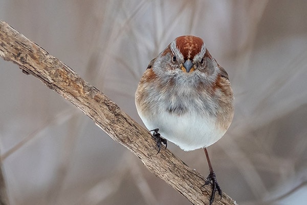 American Tree Sparrow in winter